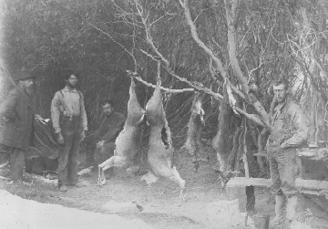 Gutted deer in Oak Creek Canyon