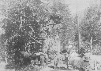 Camping under the tall timber